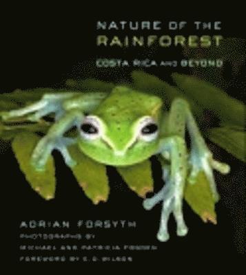 Adrian Forsyth - Nature of the Rainforest, Häftad
