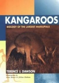 bokomslag Kangaroos