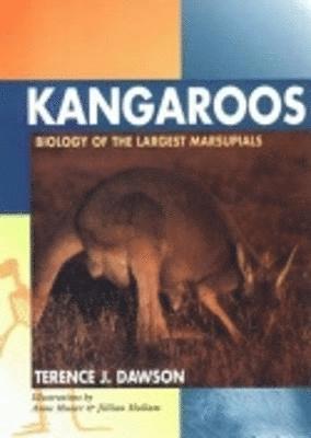 Kangaroos 1