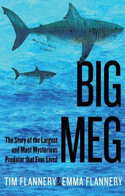 bokomslag Big Meg