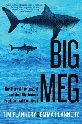 Big Meg 1