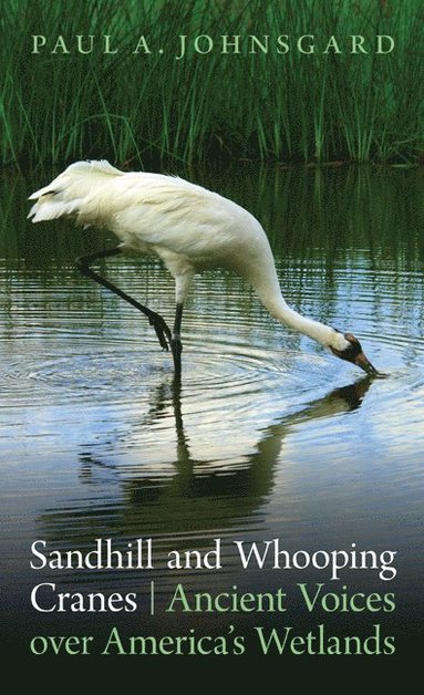 bokomslag Sandhill and Whooping Cranes