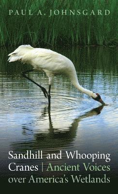 Sandhill and Whooping Cranes 1