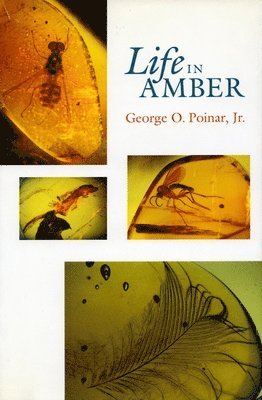 Life in Amber 1