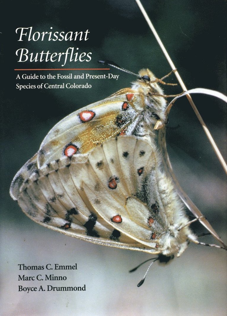 Florissant Butterflies