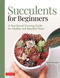 bokomslag Succulents for Beginners