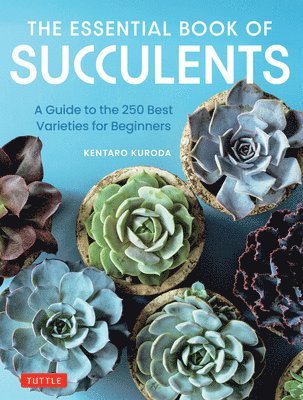 bokomslag The Essential Book of Succulents