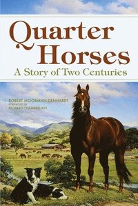 bokomslag Quarter Horses