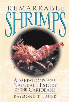 Remarkable Shrimps 1