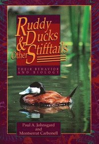 bokomslag Ruddy Ducks and Other Stifftails