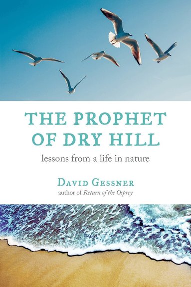 David Gessner - Prophet of Dry Hill, Häftad