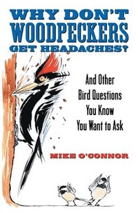 bokomslag Why Don't Woodpeckers Get Headaches?