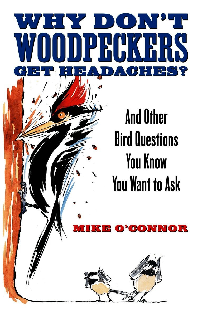 Why Don't Woodpeckers Get Headaches?
