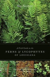 bokomslag A Field Guide to the Ferns and Lycophytes of Louisiana