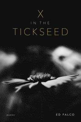 X in the Tickseed 1