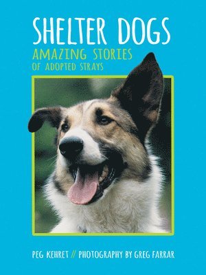 bokomslag Shelter Dogs