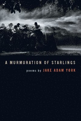 Murmuration of Starlings
