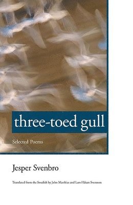 Three-toed Gull 1