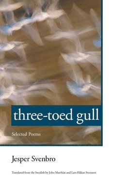 bokomslag Three-toed Gull