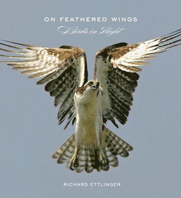 bokomslag On Feathered Wings