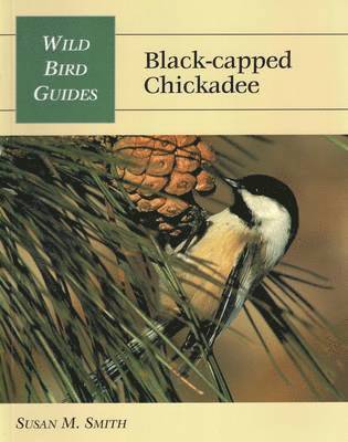 Black-Capped Chickadee 1