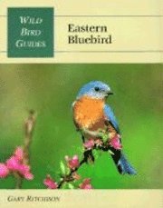bokomslag Eastern Bluebird