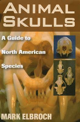 Animal Skulls 1