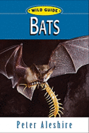 bokomslag Wild Guide: Bats