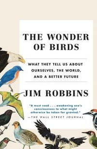 bokomslag Wonder Of Birds