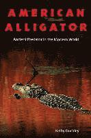 American Alligator 1