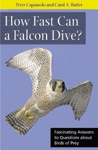 bokomslag How Fast Can A Falcon Dive?