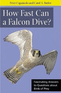 bokomslag How Fast Can a Falcon Dive?: Fascinating Answers to Questions about Birds of Prey