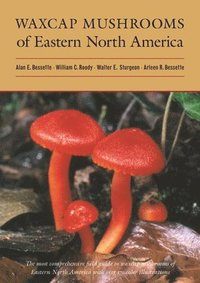 bokomslag Waxcap Mushrooms of Eastern North America