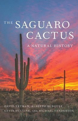 The Saguaro Cactus 1