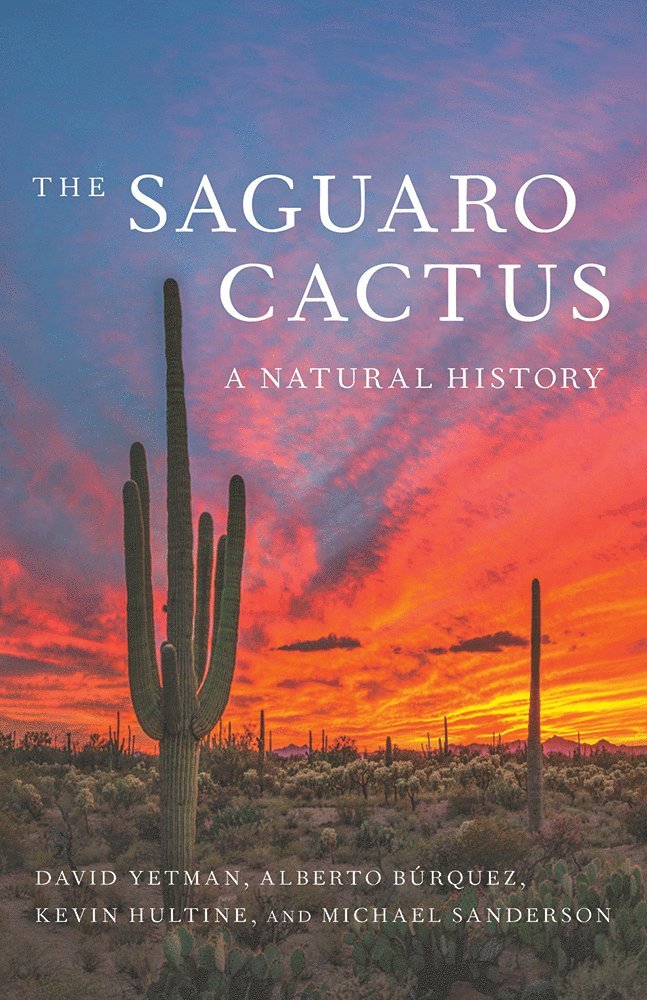 David Yetman, Alberto Búrquez, Kevin Hultine, Michael Sanderson - Saguaro Cactus, Häftad