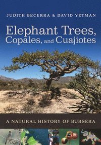 bokomslag Elephant Trees, Copales, and Cuajiotes
