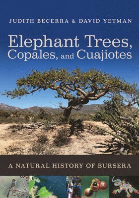 Elephant Trees, Copales, and Cuajiotes 1