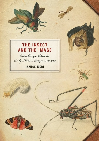 bokomslag Insect and the Image