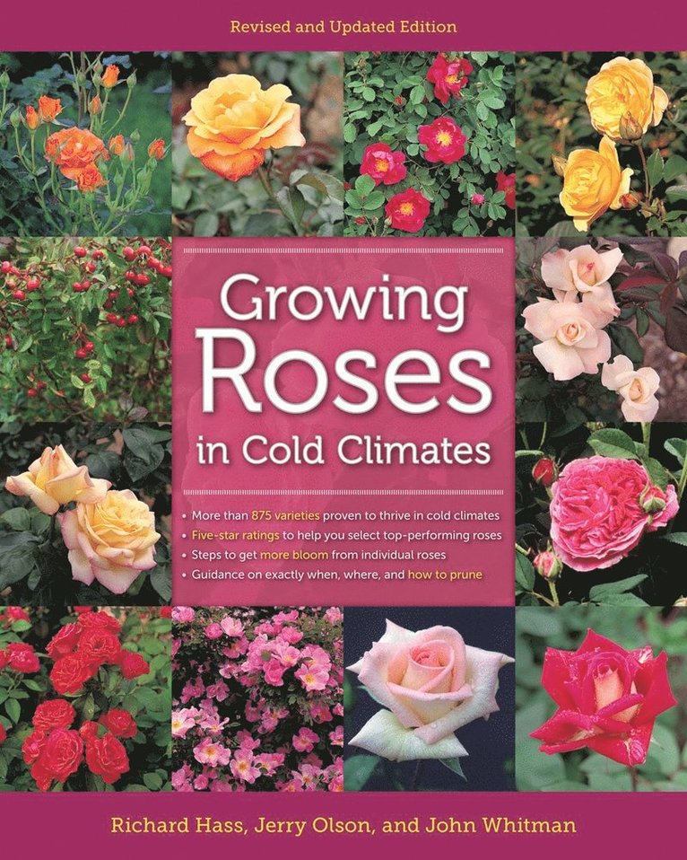 Growing Roses in Cold Climates