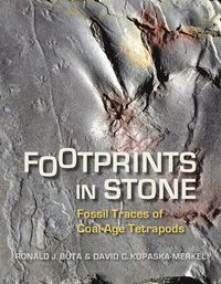 bokomslag Footprints in Stone