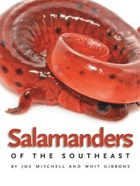 bokomslag Salamanders of the Southeast