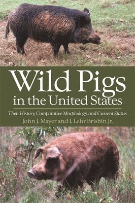 Wild Pigs of the United States 1