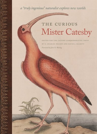 bokomslag Curious Mister Catesby