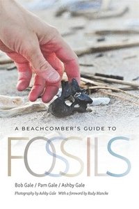 bokomslag A Beachcomber's Guide to Fossils