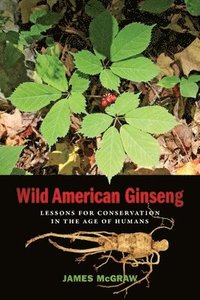 bokomslag Wild American Ginseng