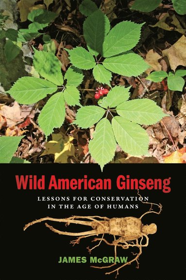 bokomslag Wild American Ginseng