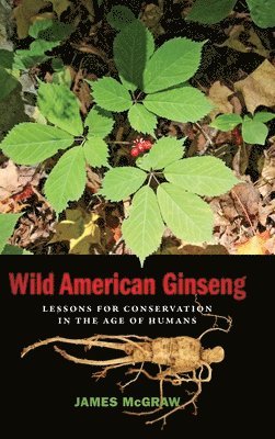 bokomslag Wild American Ginseng