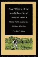 bokomslag Poor Whites of the Antebellum South