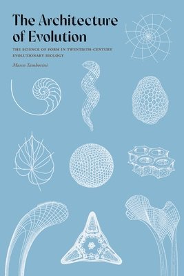 Marco Tamborini - Architecture of Evolution, Inbunden