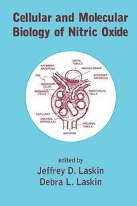 bokomslag Cellular and Molecular Biology of Nitric Oxide